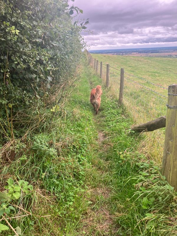 Path along Yorkshire Wolds Way