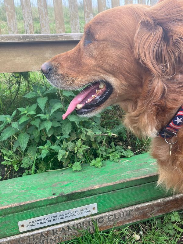 Bill at the Old Wood bench