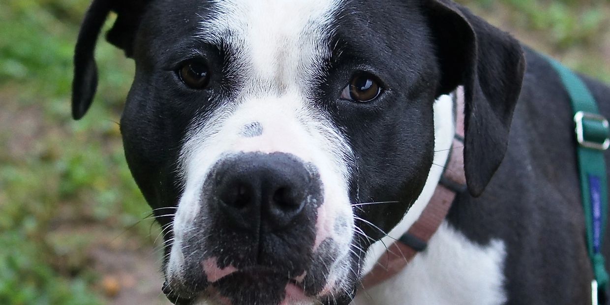 Close-up of a black and white dog with soulful eyes outdoors.