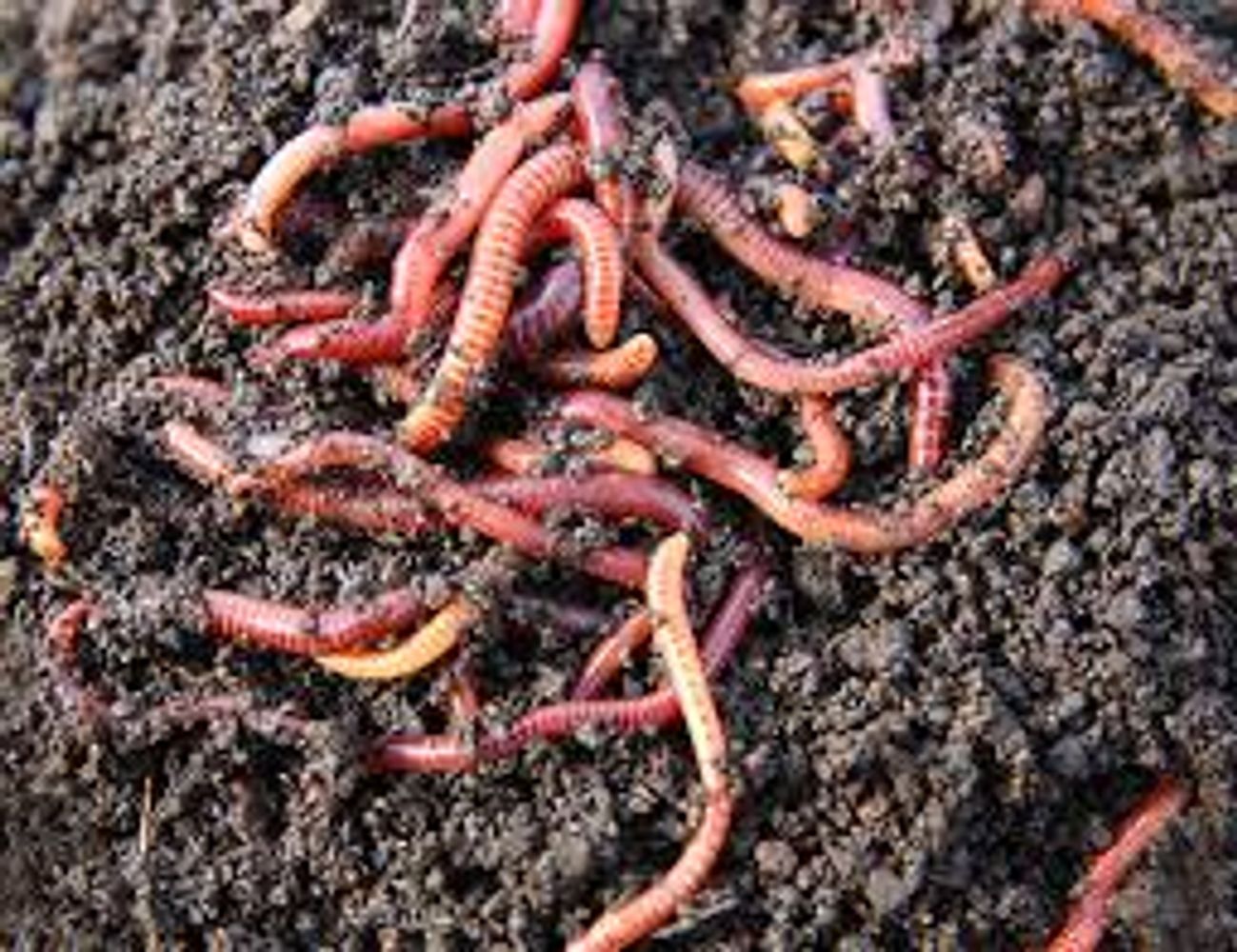 Red wiggler composting worms
