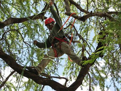 Kennesaw Tree Services