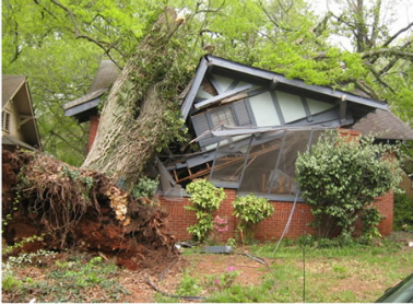 Emergency Tree Removal Kennesaw
