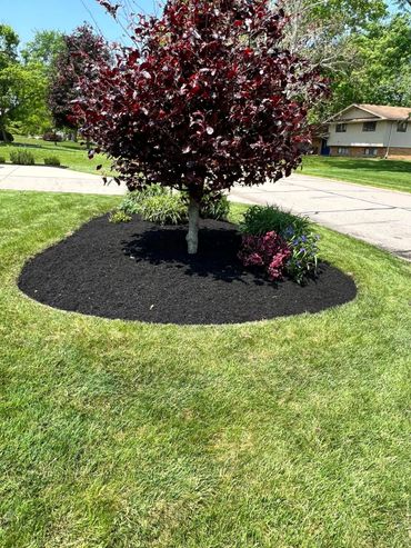 A vibrant purple-leafed tree with a black mulch bed and surrounding green grass.