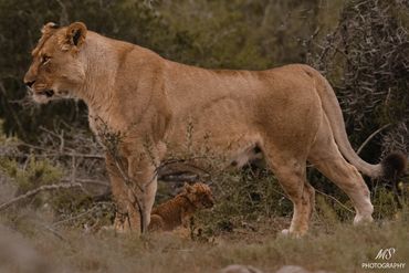 Une lionne et son petit