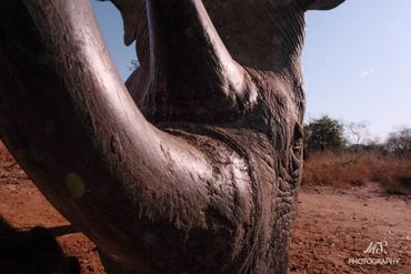 Un rhinocéros noir vu de très très près