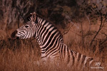 Un zèbre se relevant de sa sieste