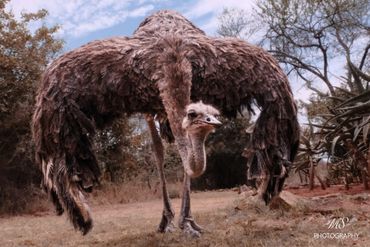 Une autruche faisant la révérence
