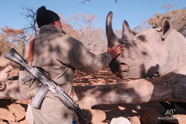 Un rangers de l'équipe anti-braconnage donnant une caresse à son protégé, un rhinocéros noir