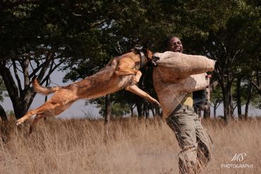 Entrainement d'un chien de l'équipe anti-braconnage