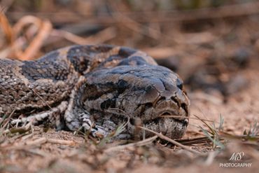 Un magnifique python