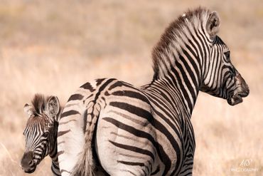 Une maman zèbre et son petit
