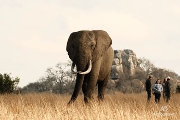 Un éléphant avec un groupe de volontaires