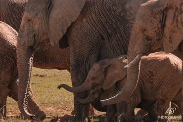 Une troupe d'éléphants avec des bébés