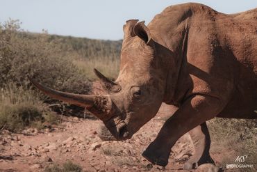 Un rhinocéros blanc avec une très longue corne