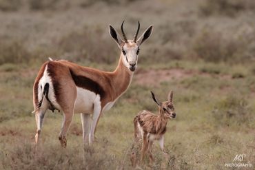 Une maman springbok et son petit qui vient de naitre
