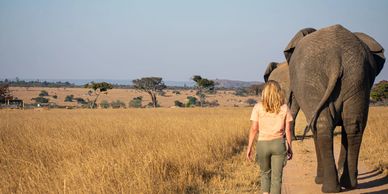 Une volontaire qui marche derrière deux éléphants