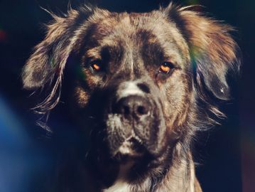 Close-up of a serious-looking dog.