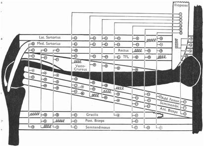 Figure taken from RM Eccles et al, 1958, Journal of Physiology