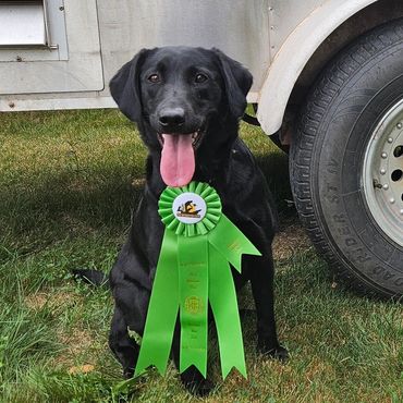 A black labrador retriever