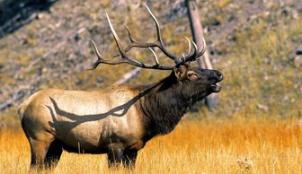 Elk Hunting Guide in Arizona