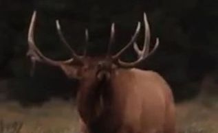 Arizona Hunting Guide