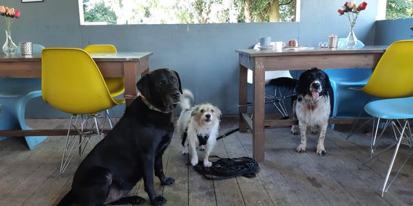 A labrador retriever, springer spaniel and Jack Russell terrier all wait patiently for their treats