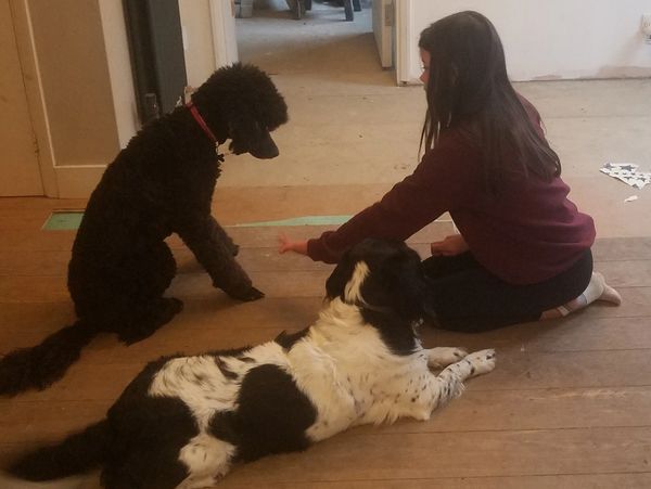 The dog trainer's daughter patiently teaches "paw" to a lovely poodle, whilst an older dog looks on