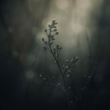 A delicate plant silhouette against a softly blurred dark background.