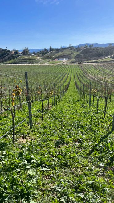 Rows of grapevines in a sunny vineyard with hills and clear sky.