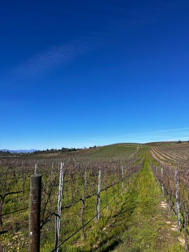 Rows of grapevines under a clear blue sky in a vineyard.