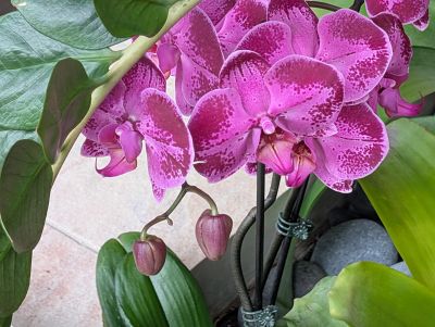 Vibrant purple orchids with speckled petals and green leaves.