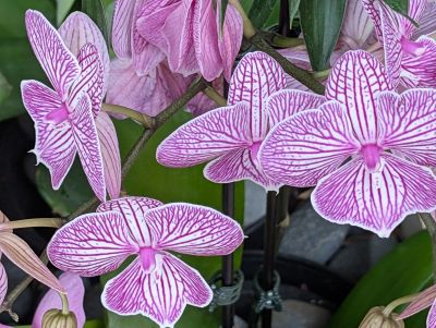 Close-up of vibrant purple and white orchids with intricate vein patterns.