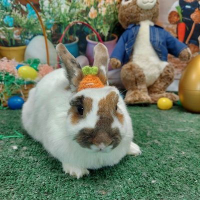 White rabbit with brown spots wearing a carrot hat.