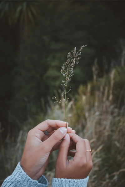 Hands holding a plant representing growth and healing