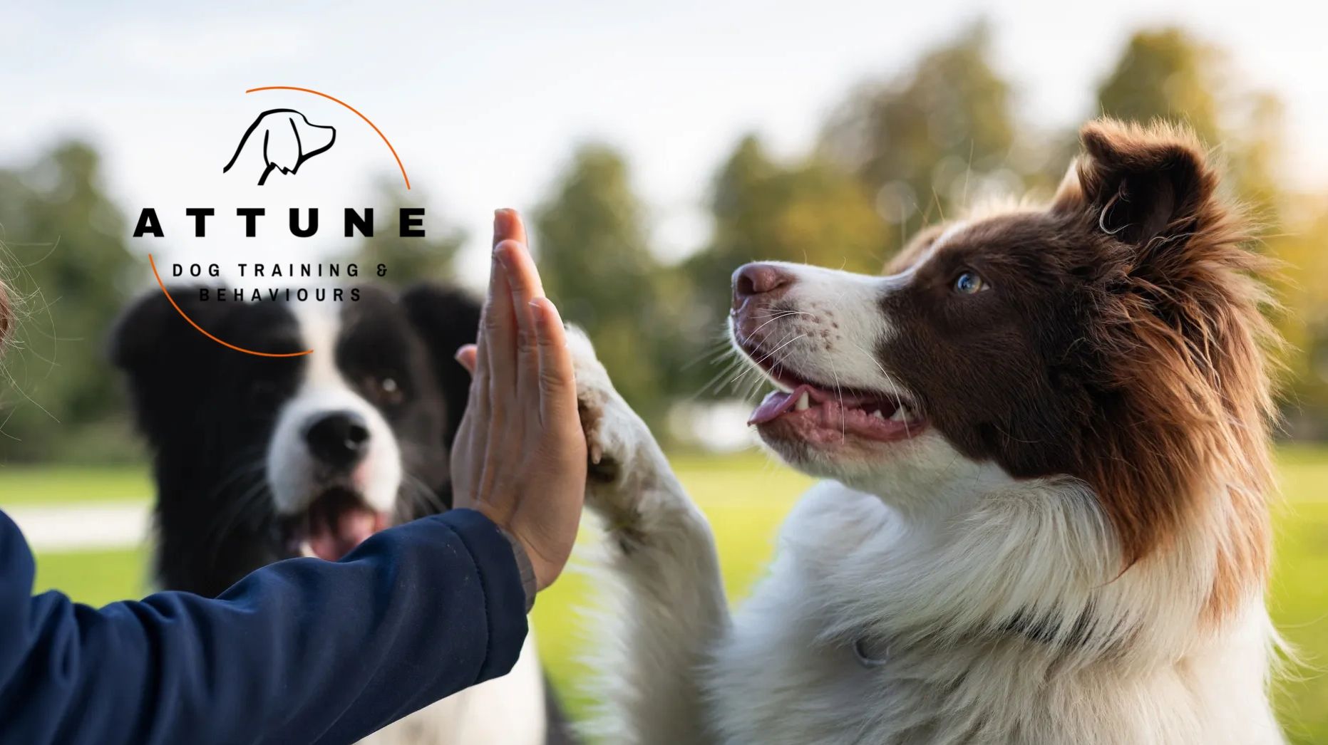 A dog giving a high-five during training outdoors.