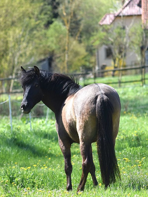 A horse standing in a lush green field with a house in the background.