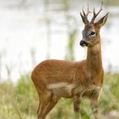 A young deer with antlers stands alert in a grassy area near water.