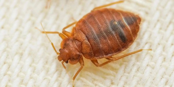 Bedbugs in Nashville, Tennessee BedBug extermination, bedbug heat treatmetns for bedbugs