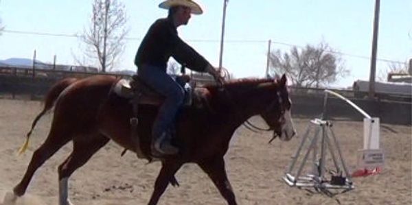 The Compass Horse Connector aids the rider in creating a connection between horse and rider while teaching mindful horsemanship.