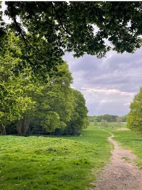 a walkway and different trees around it