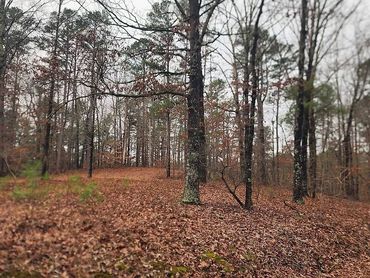 Dense grove of tall trees and brush.
