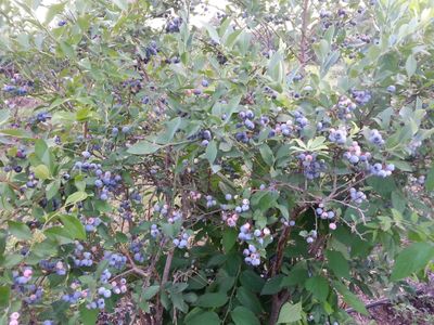 poteau oklahoma blueberries farm agritourism u-pick
