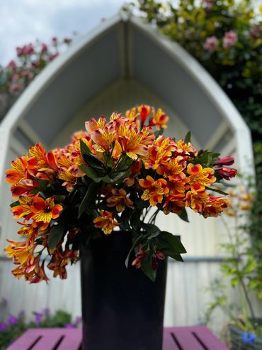 Bright orange and yellow flowers in a black vase on a pink table outdoors.