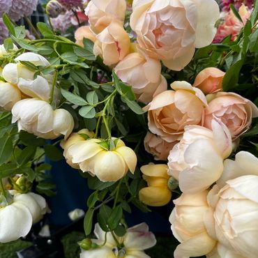 Close-up of delicate peach and white roses with lush green leaves.