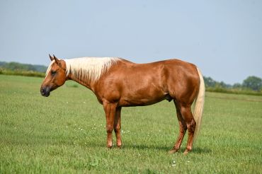 Brown horse with blonde mane standing in a field.