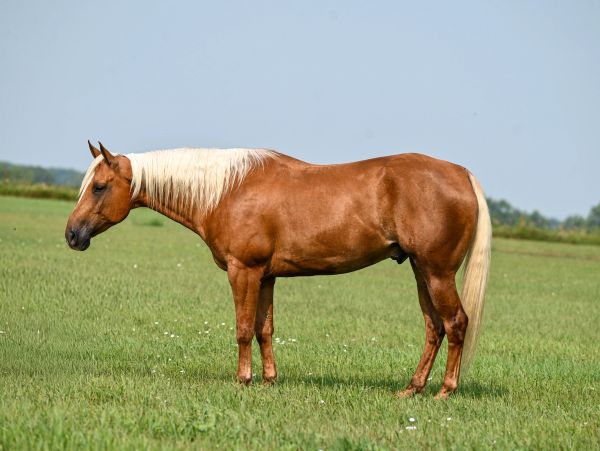 Brown horse with blonde mane standing in a field.