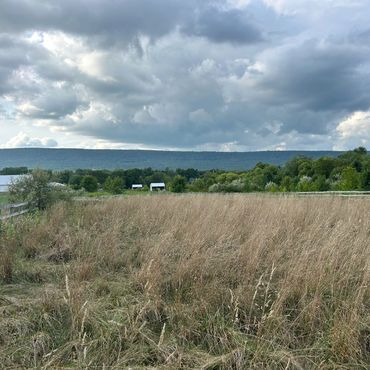 100’x200’ Over taken by high vegetation before our crew gets in for mowing.