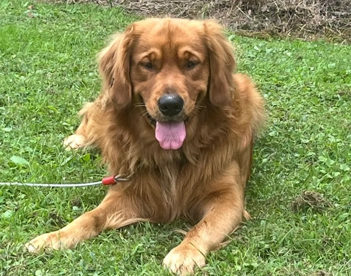 Golden retriever lying on green grass with tongue out.
