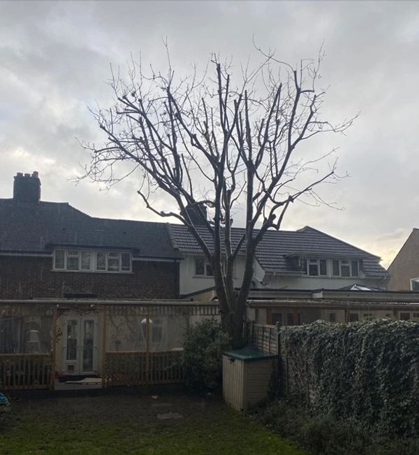 Picture of a tree after a reduction.