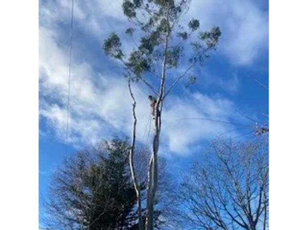 Tree service being carried out. taking limbs off
